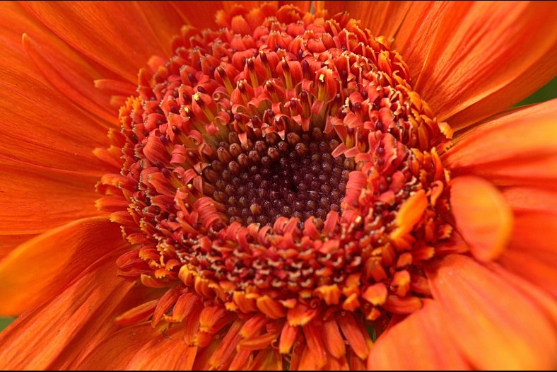 Orange Gerbera